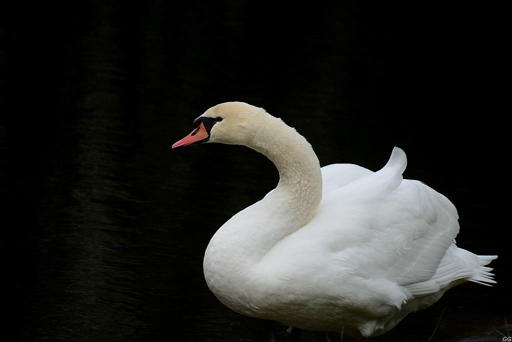 cygne