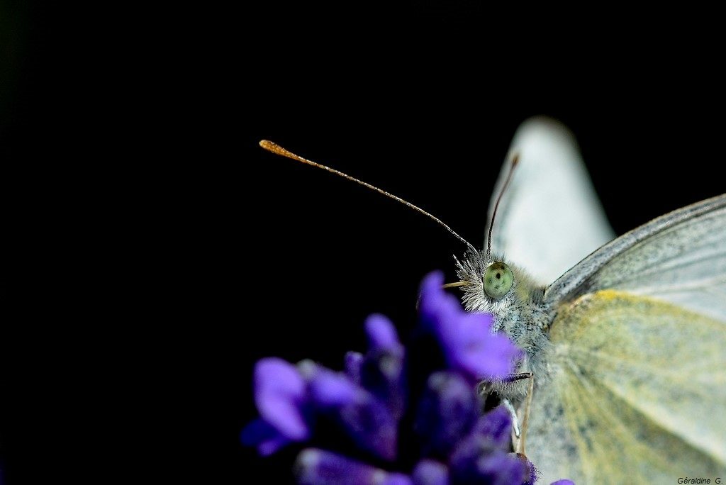Piéride du chou