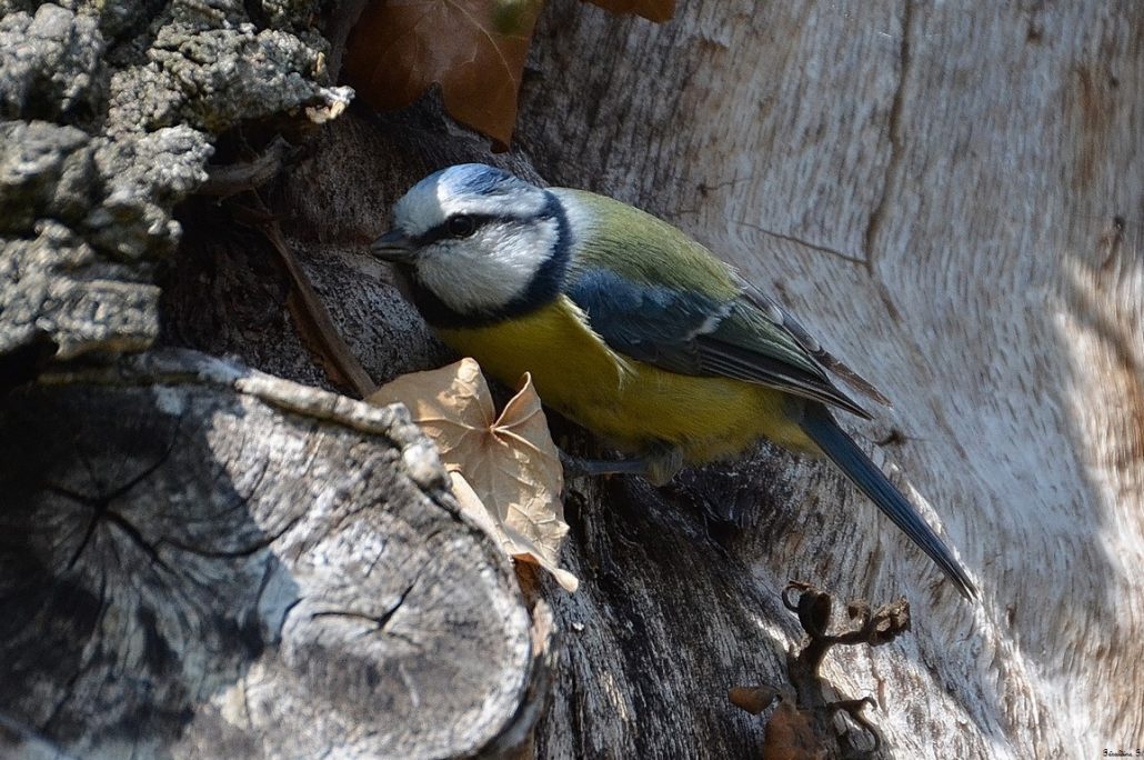 mésange bleue