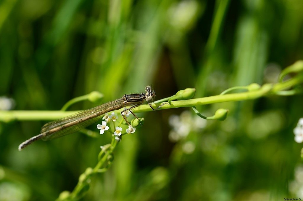 agrion blanchâtre