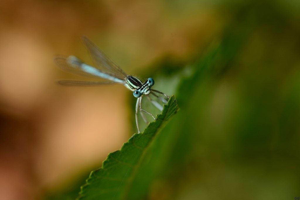 agrion
