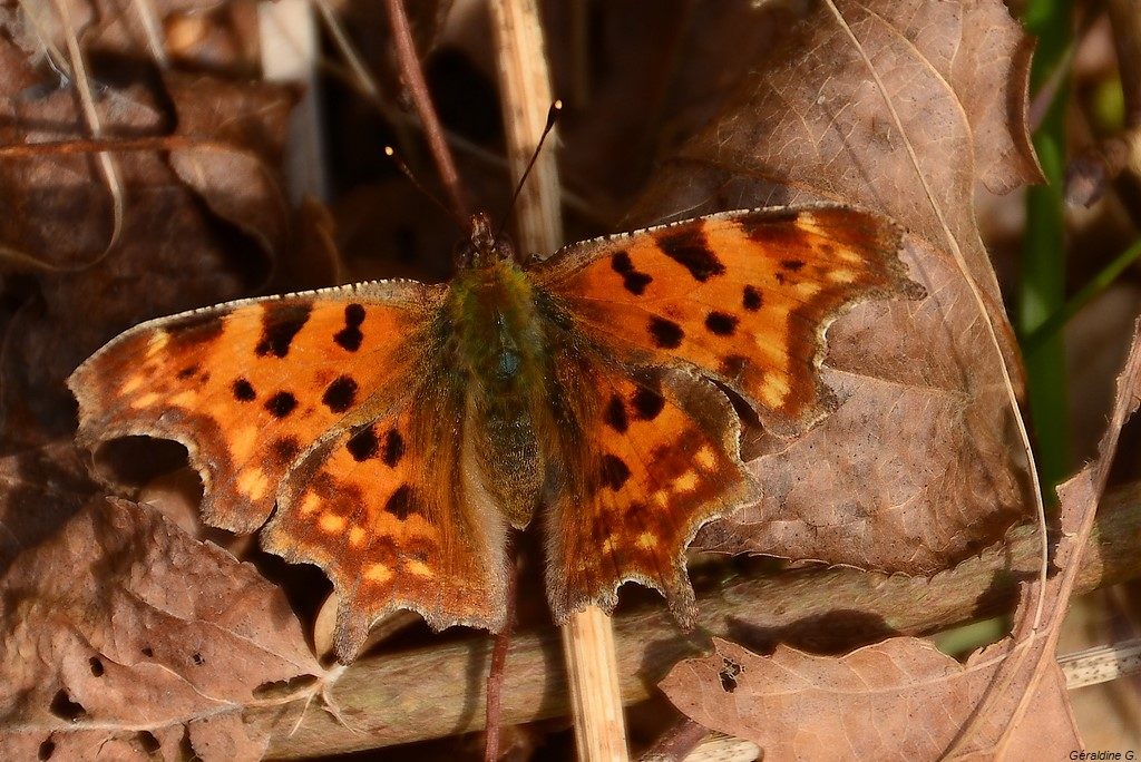 Le Robert-le-Diable, le Gamma