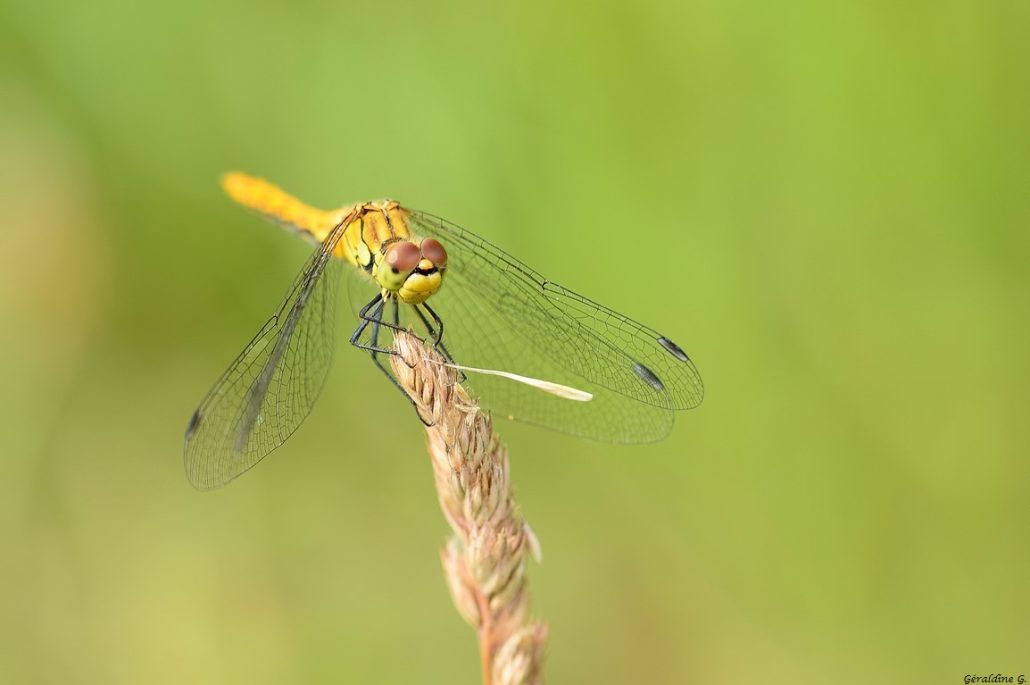 Sympétrum rouge sang femelle