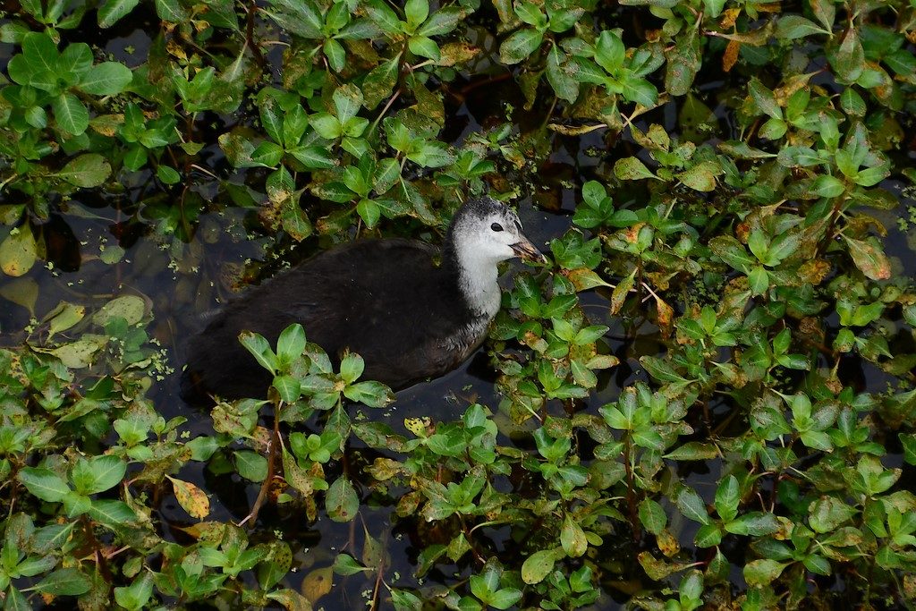 un jeune foulque