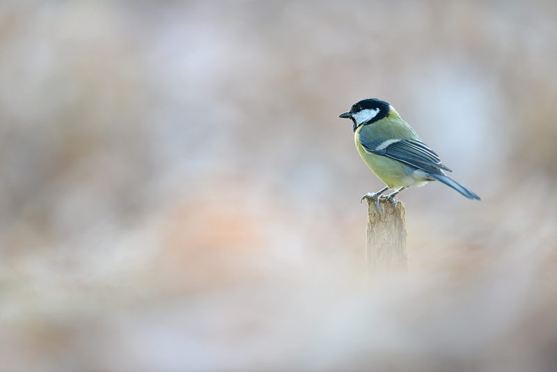 Mésange Charbonnière