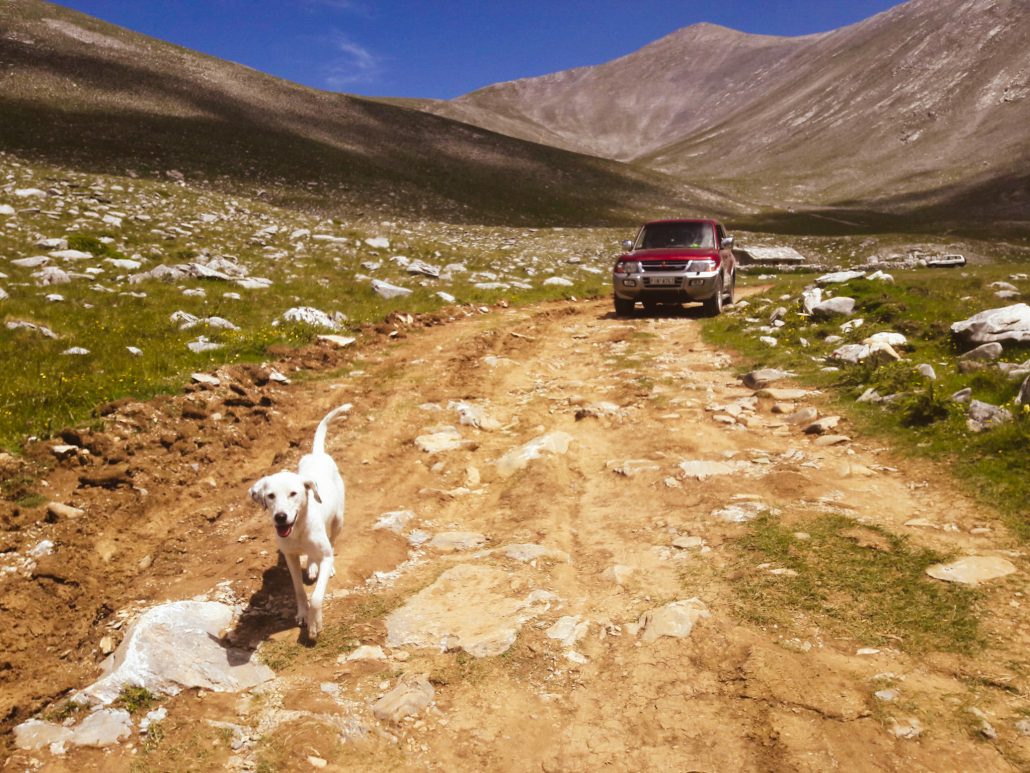Dog in Olymp Mountain
