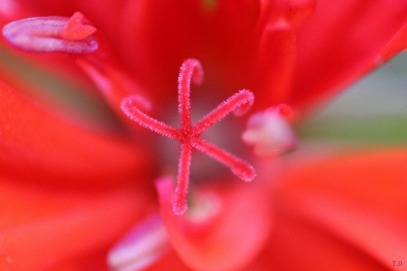 coeur de geranium