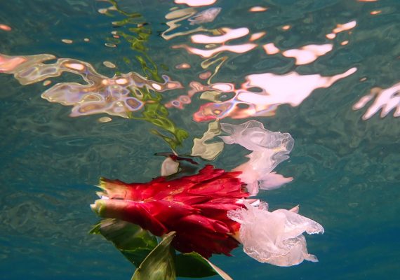 Fleur sous-marine