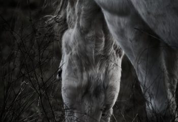 La nature est le cheval, le cheval est la nature..
