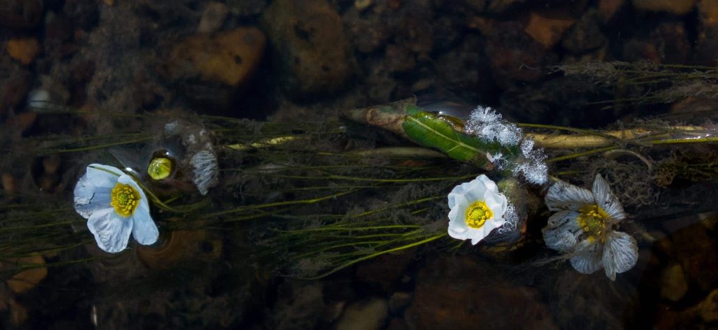 fleurs dans l’eau