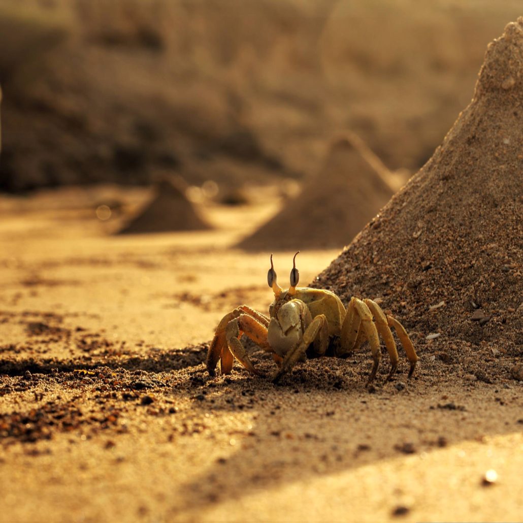Crabe sur la plage