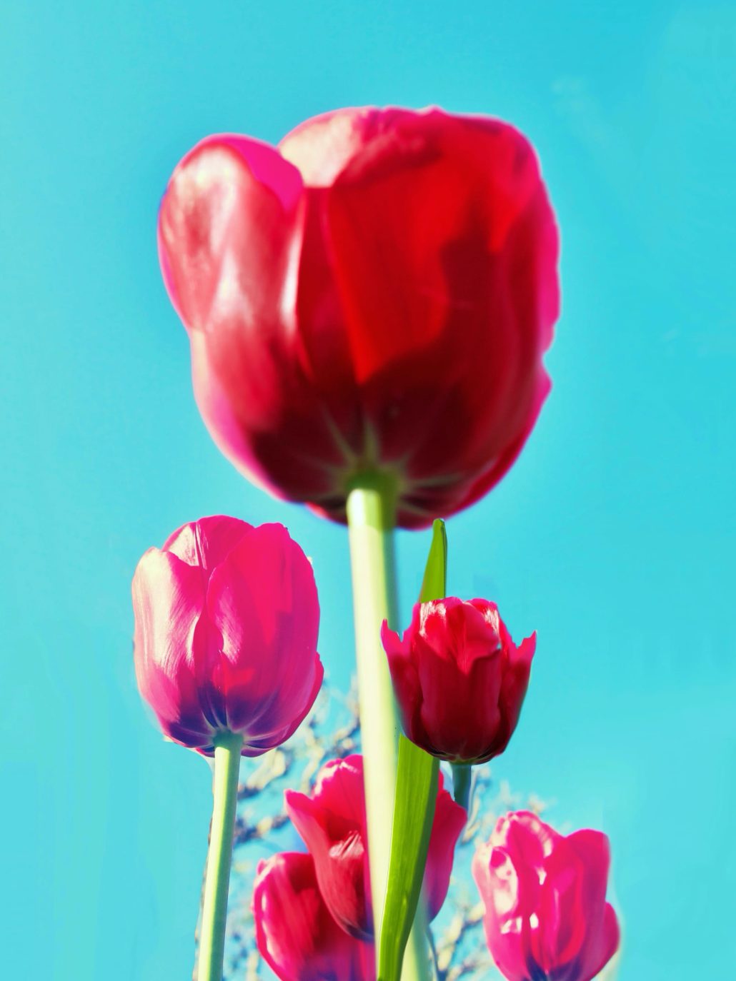 La fierté des tulipes un jour de printemps 21