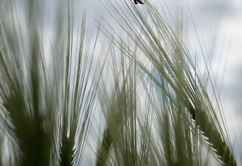 Au ras de l'herbe