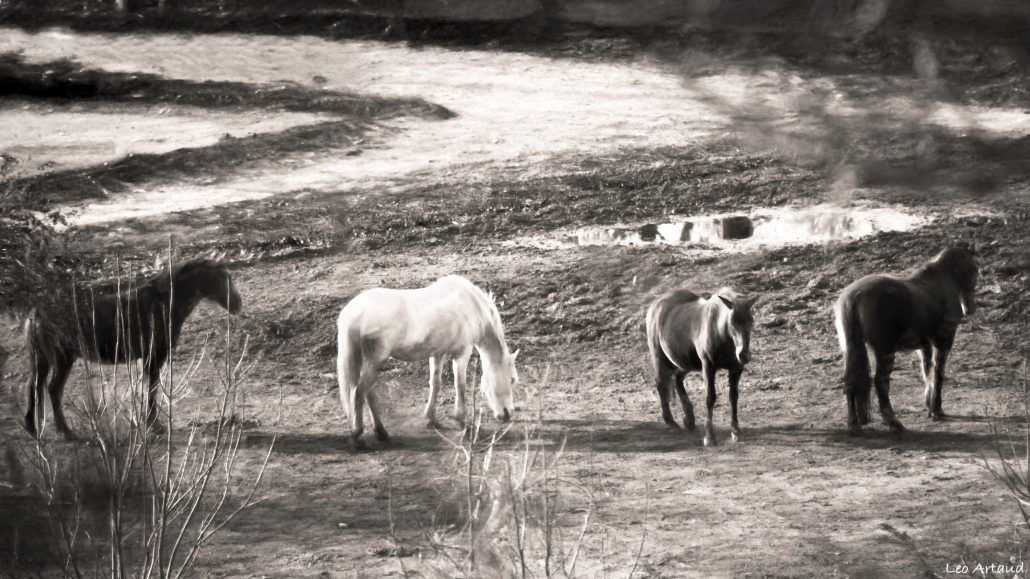 Where do horses go when they sleep?