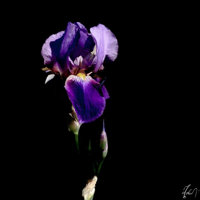 Iris, série On black, name Emma