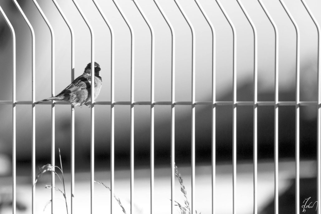 Are we always aware of the nature of our cages…?