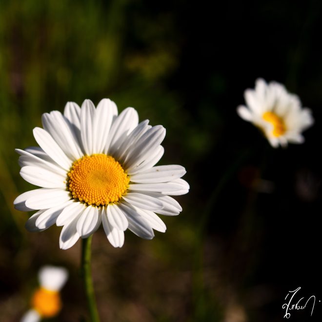 out of sight, out of mind