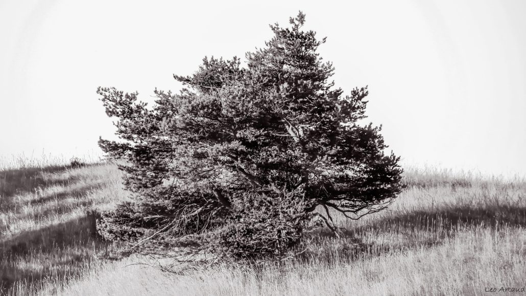 I am a poor lonesome old tree…