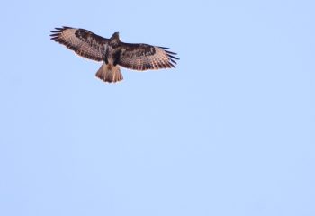 Buse  variable