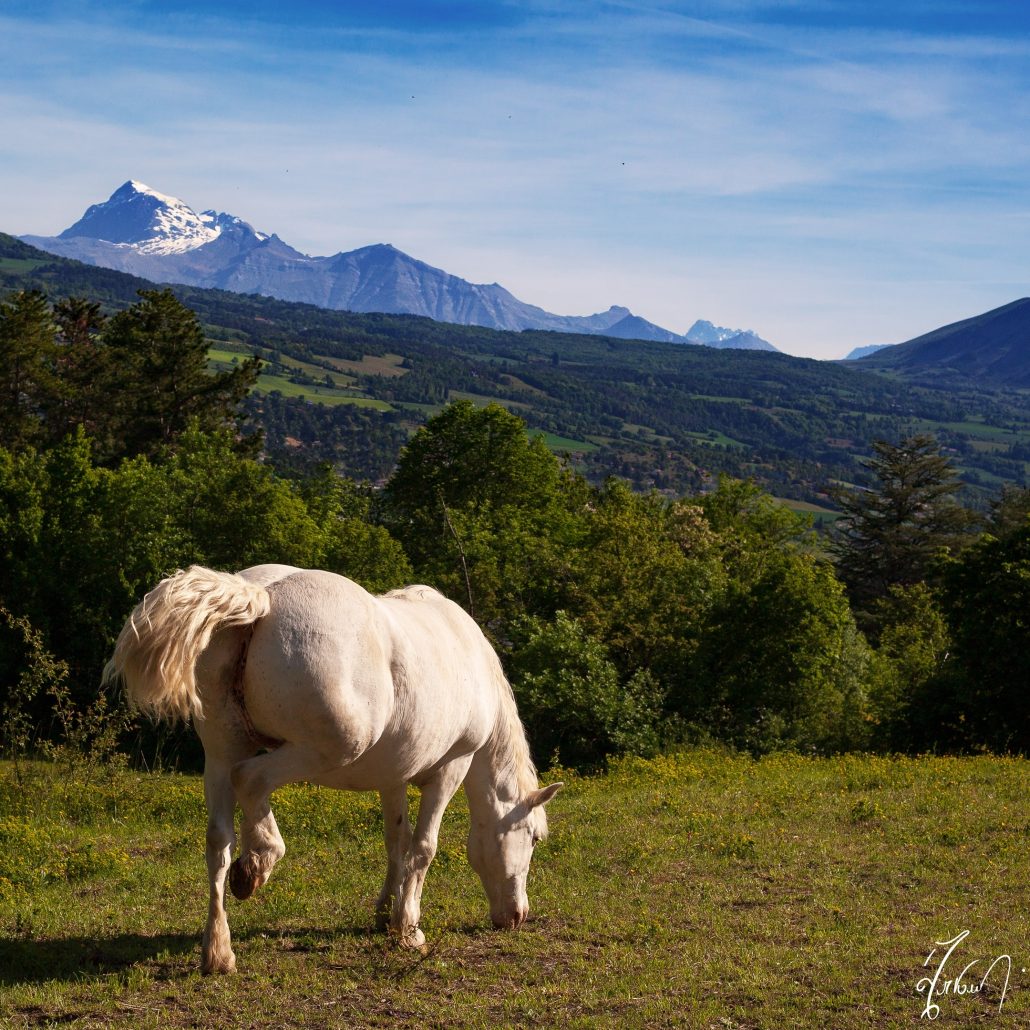 peaceful horse in the mountains