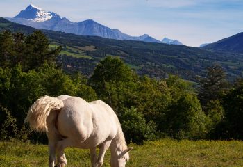 peaceful horse in the mountains