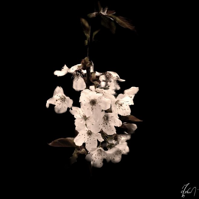 N°5 série On black