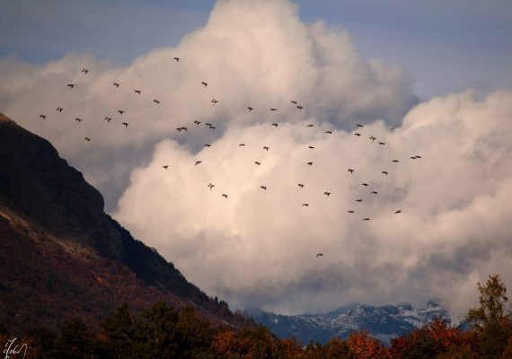 flight of Alpine ducks 1