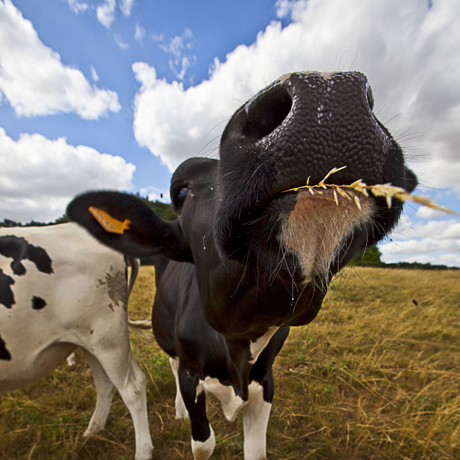 But Moooooh Where is The Train ?