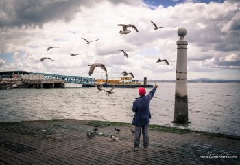The man and birds