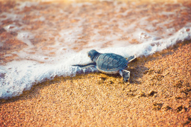 Черепаха ползет со скоростью. Морская черепаха и Черепашата. Черепашата в море. Черепаха ползет к морю. Черепаха на песке.