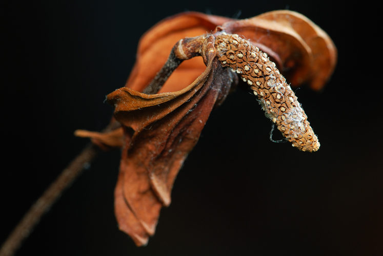Décrépitude Phallique