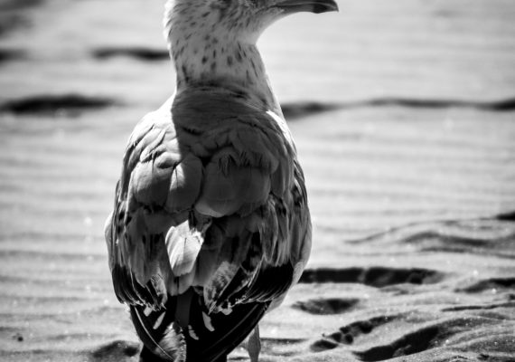 Seagull