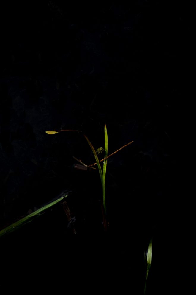 Dans les eaux sombres