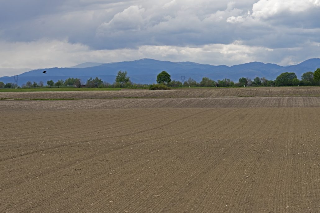 BIESHEIM AVRIL 2021 – LES CHAMPS