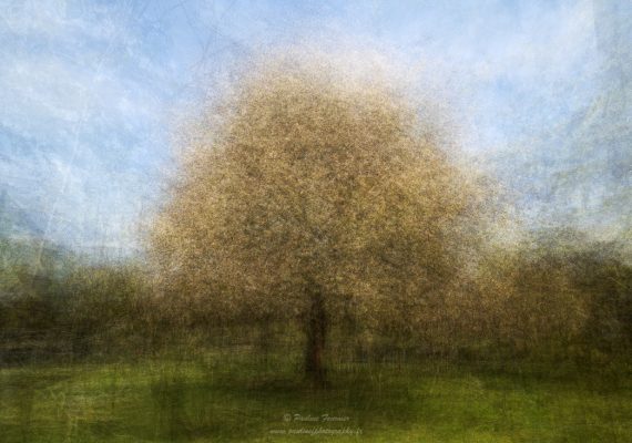 Le pommier d'Olivier