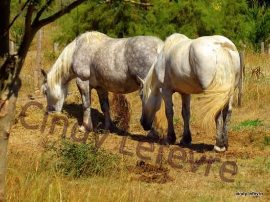 Les chevaux de l Ile d’Aix .