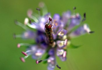 Fleur et insecte macro