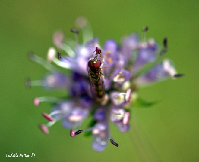 Fleur et insecte macro