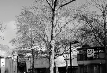 la nature dans la ville  : un arbre