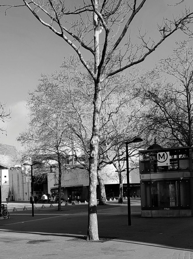 la nature dans la ville  : un arbre