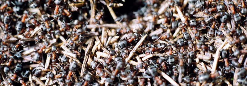 Fourmis