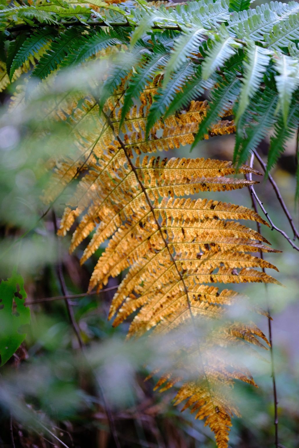 D’or et de verdure