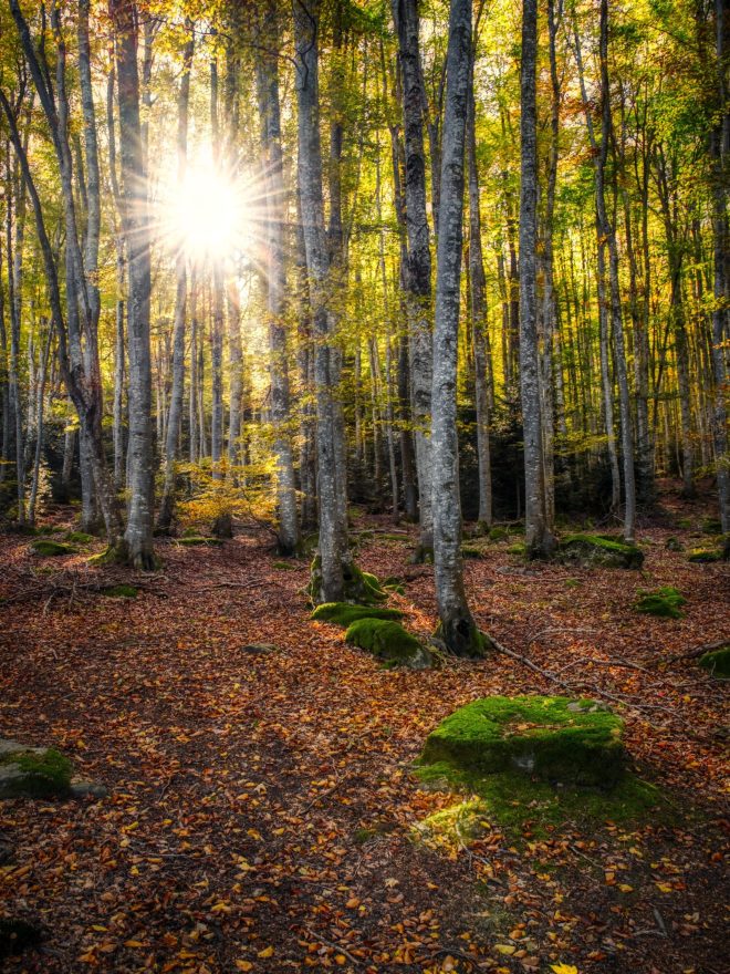 Dans la forêt de bouleaux