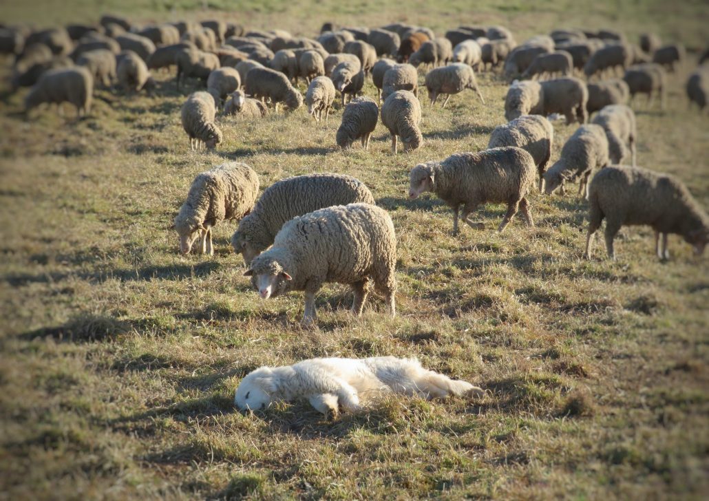 Le chien qui comptait trop les moutons…