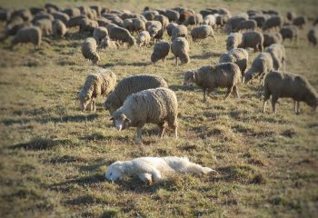 Le chien qui comptait trop les moutons…