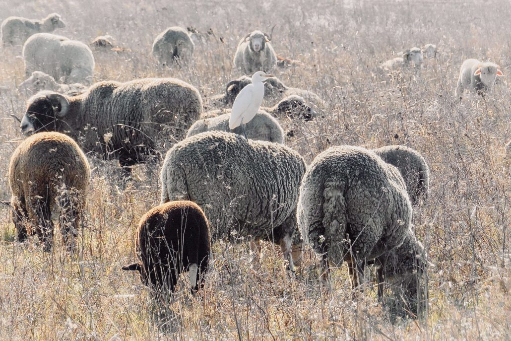 Pique-bœuf peu regardant …