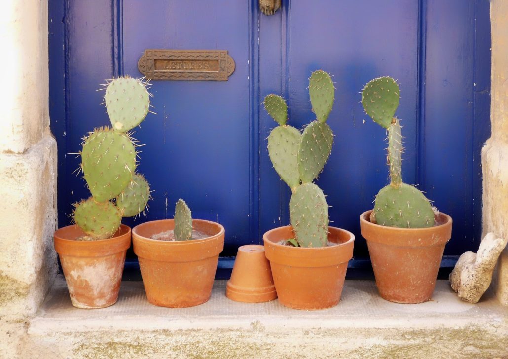 Cactus de garde…