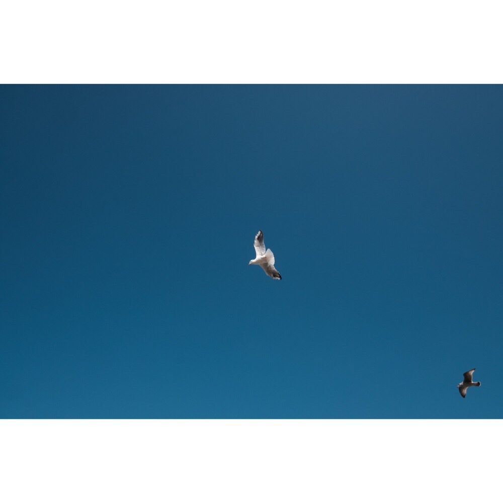 Les oiseaux