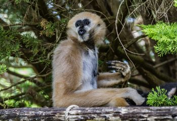 Zoo de la Flèche - Gibbon