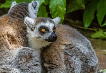 Zoo de la Flèche - Lémur catta